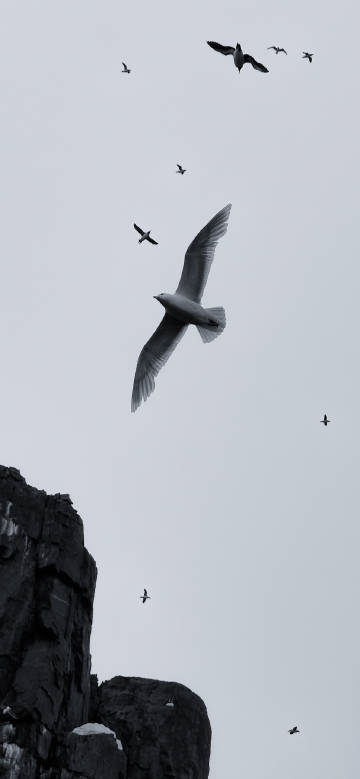 Seabirds flying in the sky above the rocks phone wallpaper