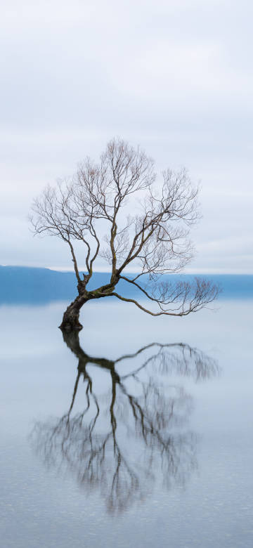 Lone tree in the water of Lake Wanaka, New Zealand