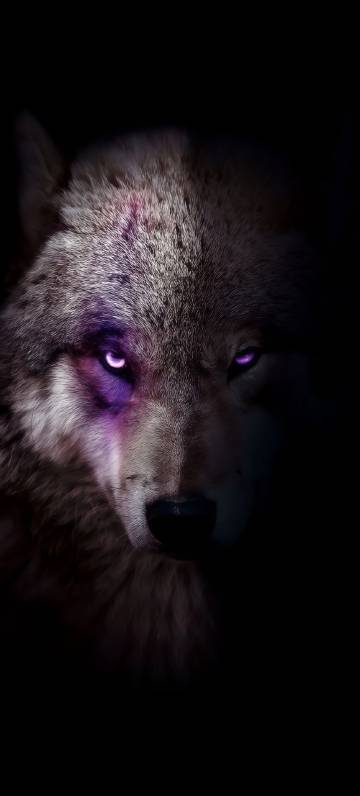 Purple-eyed wolf in darkness phone wallpaper