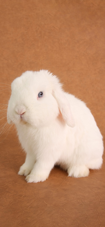 Cute long-eared white rabbit sitting on the brown floor