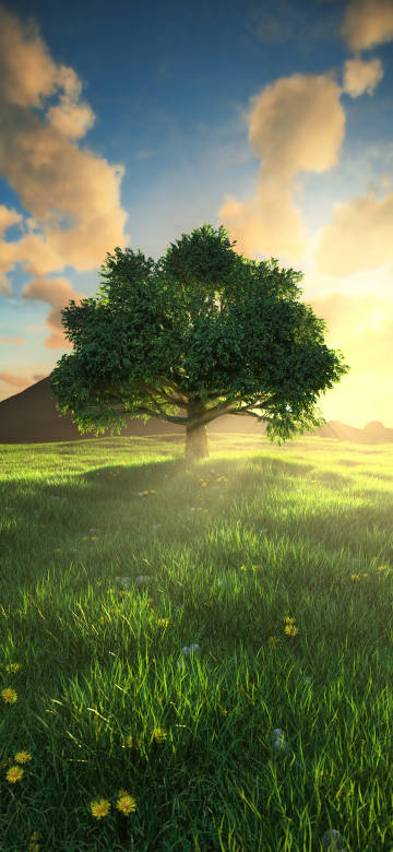 Big Green Tree In A Grassy Field At Sunset 4K Wallpaper