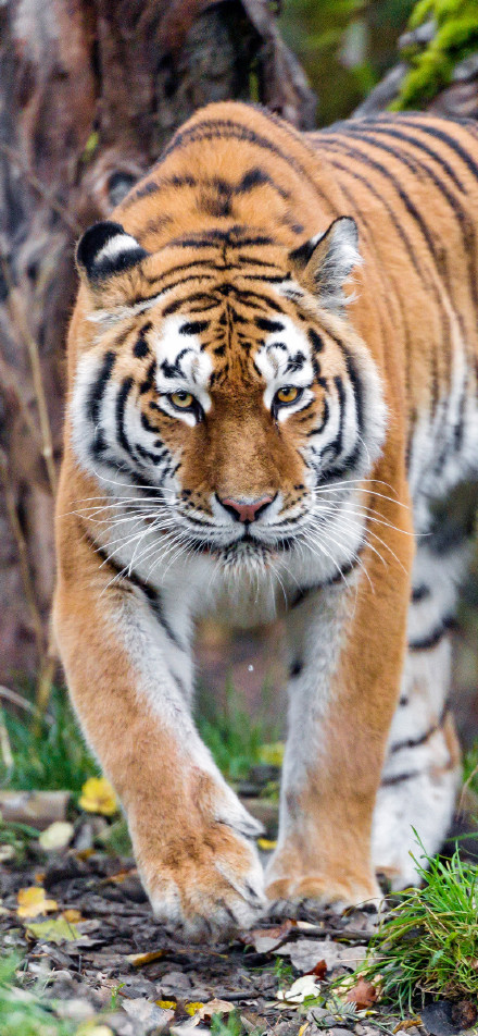 Tiger staring ahead in the forest mobile wallpaper