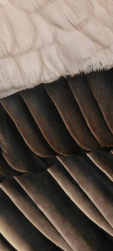 Close-up of black and white bird feathers phone wallpaper