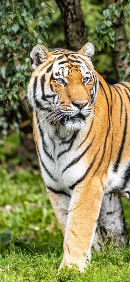 Tiger on the grass looking ahead phone wallpaper