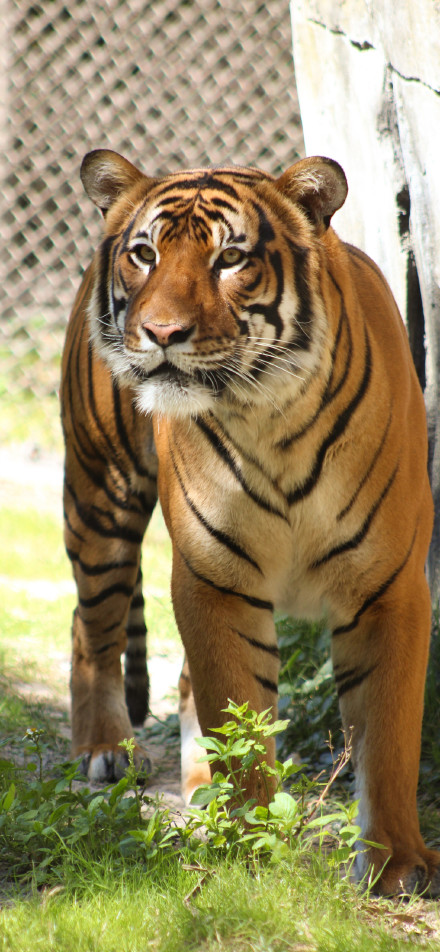 Tiger's elegance in the sunlight
