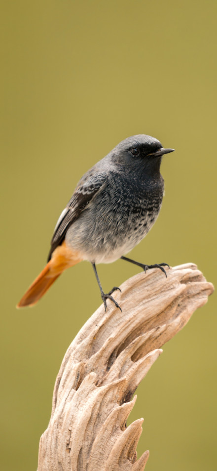 Bird with orange tail feathers perched on a dead tree