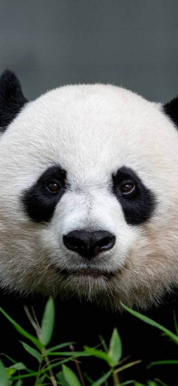 panda,animal,close-up