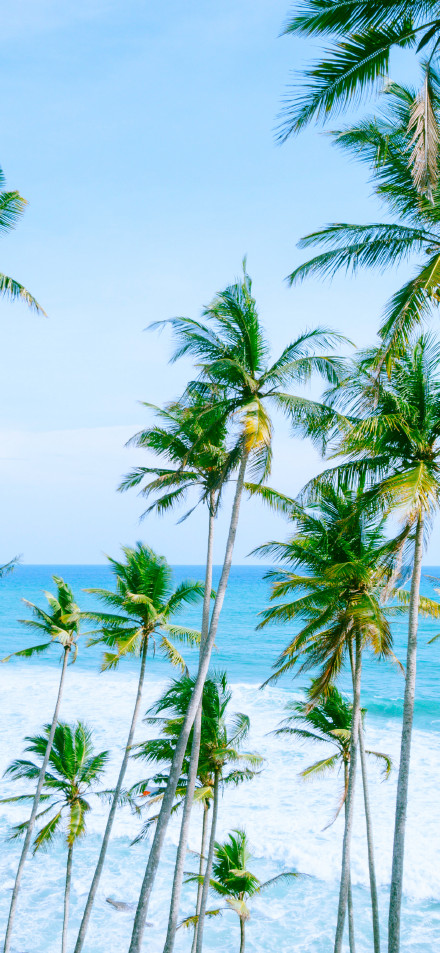 Landscape with coconut trees on tropical beach phone wallpaper