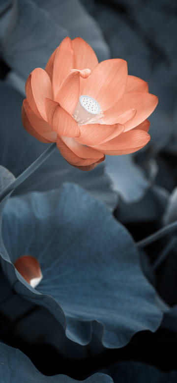 An orange lotus in full bloom An orange lotus in full bloom