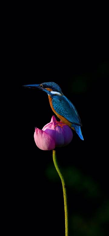 Kingfisher gracefully perched on a pink lotus flower phone wallpaper