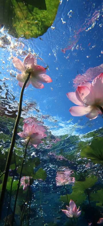 Lotus Flowers From Under The Water 4K Phone Wallpaper