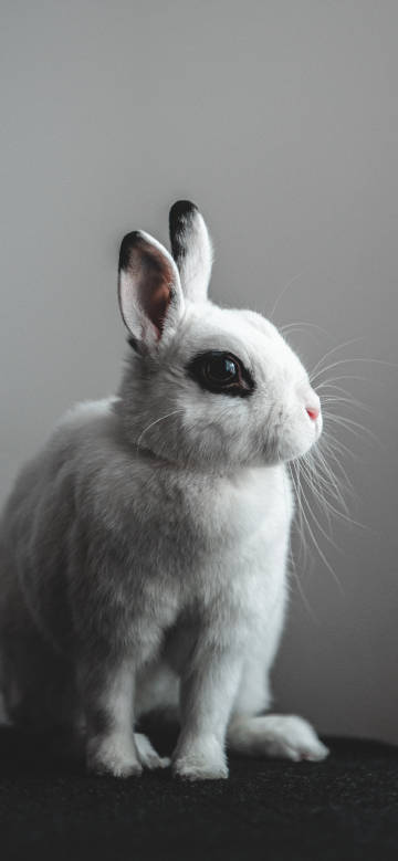 Quiet and cute white rabbit phone wallpaper