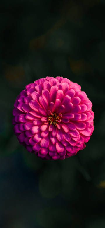 Gorgeous flower against dark green background phone wallpaper