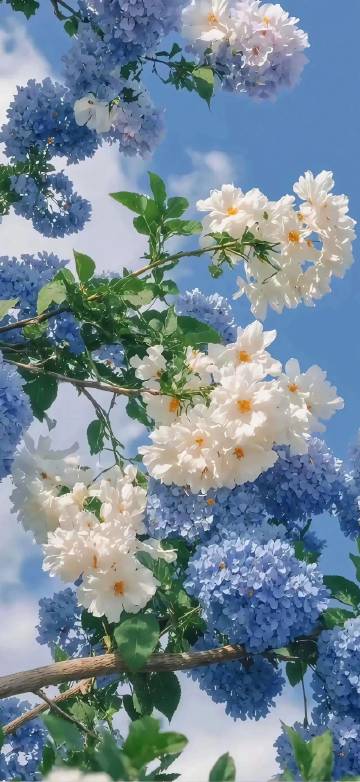 White Roses And Blue Hydrangeas In Sunlight Wallpaper White Roses And Blue Hydrangeas In Sunlight Wallpaper