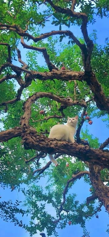A White Cat Sitting in a Green Tree Wallpaper 4K A White Cat Sitting in a Green Tree Wallpaper 4K