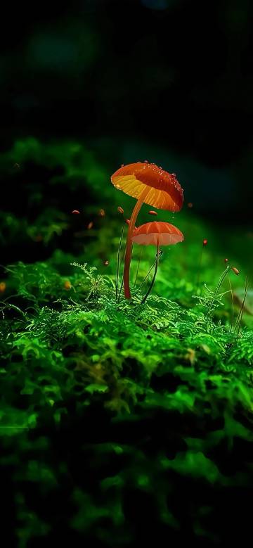 Orange mushroom growing on green moss phone wallpaper