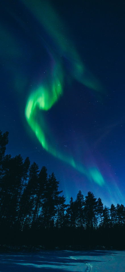 Dancing aurora above trees phone wallpaper