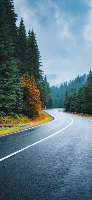 Winding road through the forest phone wallpaper