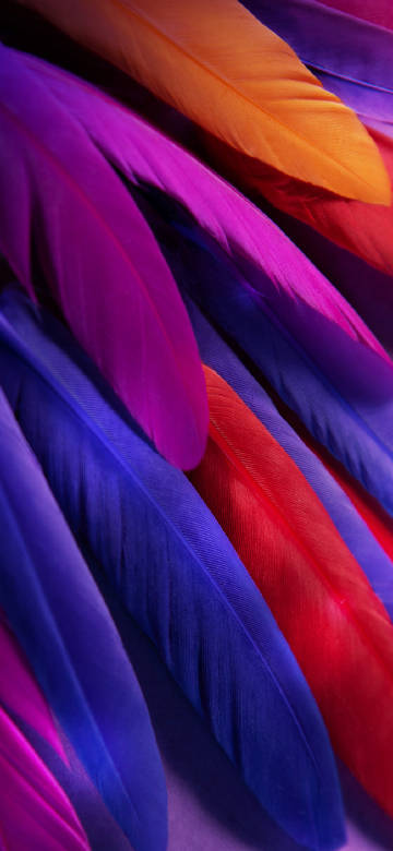 Charm of multicolored feathers phone wallpaper