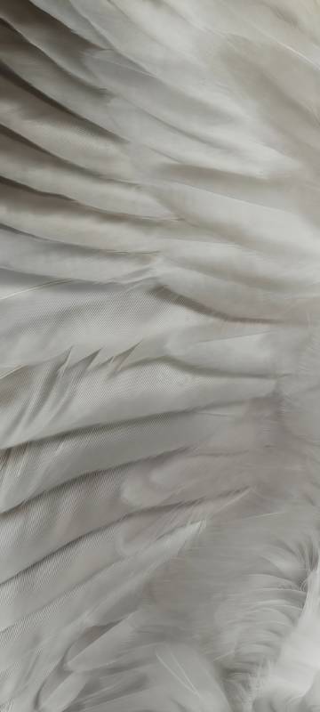 Pure white feathers phone wallpaper