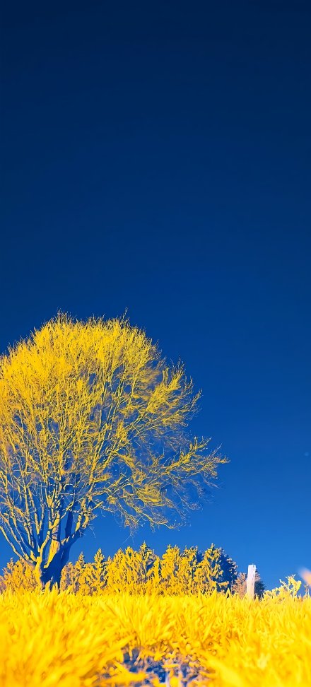 Golden Tree Under Deep Blue Sky 4K Phone Wallpaper