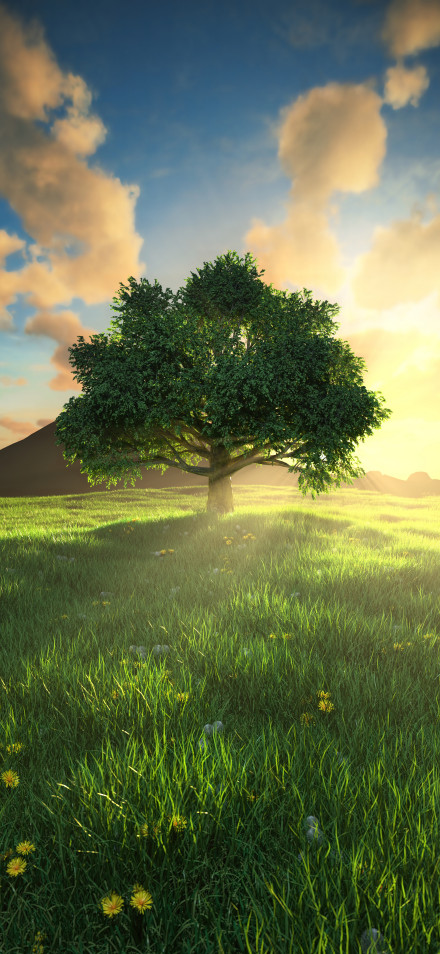 Big Green Tree In A Grassy Field At Sunset 4K Wallpaper
