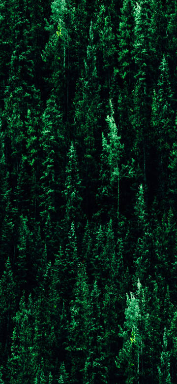 Green woods in the dead of night phone wallpaper