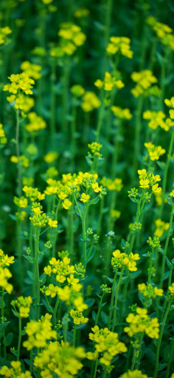 Vibrant Rapeseed Flowers 4K Wallpaper