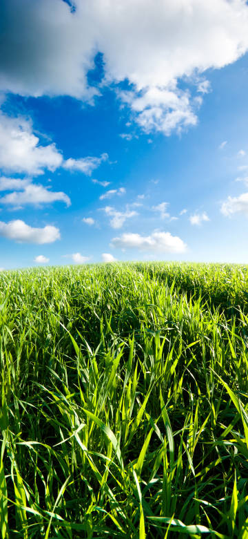 Sunny Meadow with Blue Sky and White Clouds 4K Wallpaper