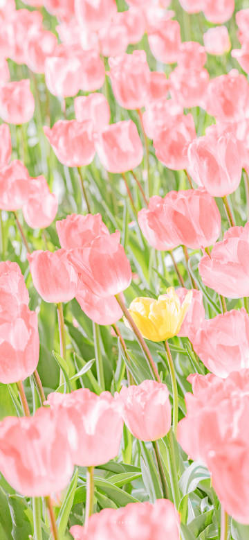 Soft Pink Tulips Field Aesthetic Phone Wallpaper