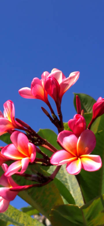 Pink Plumeria Flowers Against Blue Sky 4K Phone Wallpaper Pink Plumeria Flowers Against Blue Sky 4K Phone Wallpaper