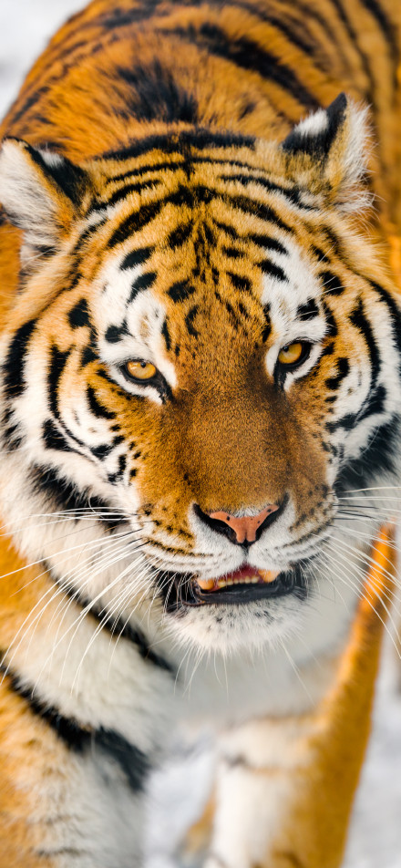 Tiger's Dominance walking in the snow phone wallpaper