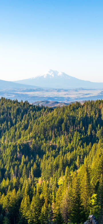 Dense forests with stunning peaks rising above phone wallpaper