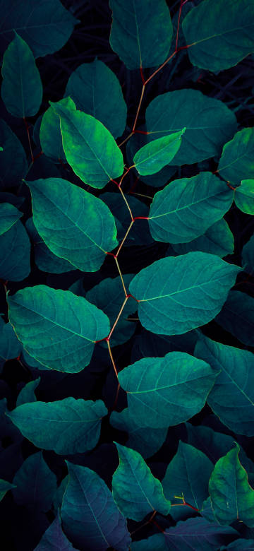 Dark Aesthetic Plant Leaves Close-up Phone Wallpaper 4K