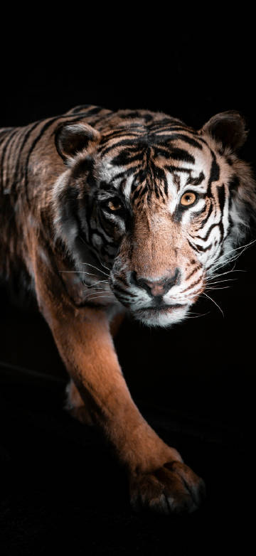 Majestic posture of the tiger phone wallpaper