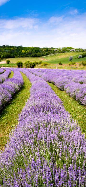 Lavender fields under a blue sky phone wallpaper