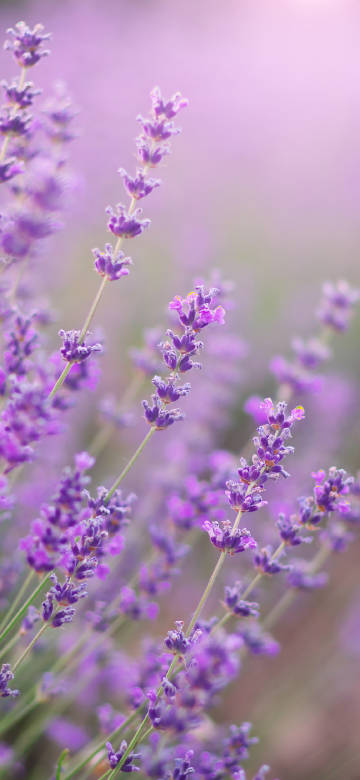 Lavender Field in Soft Light 4K Phone Wallpaper