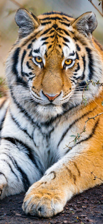 Quiet moment of the tiger phone wallpaper