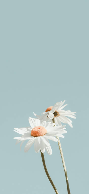 Aesthetic White Daisy on Simple Light Gray Background