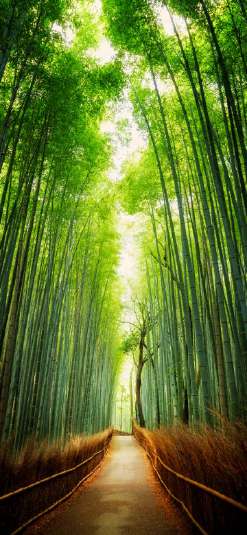Arashiyama Style Bamboo Forest Scene in Kyoto, Japan