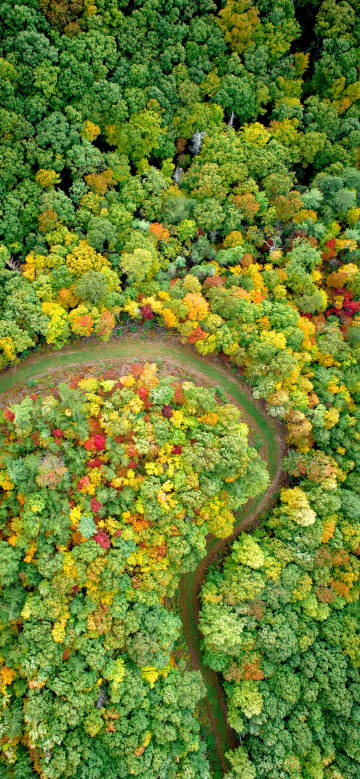 Winding path through vibrant autumn forest phone wallpaper
