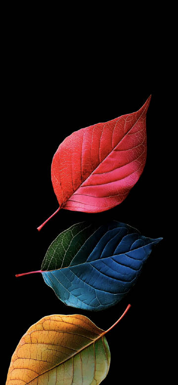 Red and Green Leaves on Black Background HD Wallpaper