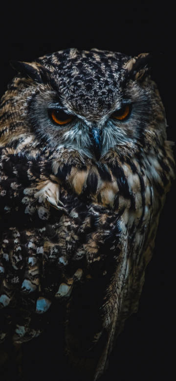 Stare of a eurasian eagle-owl in the Dark