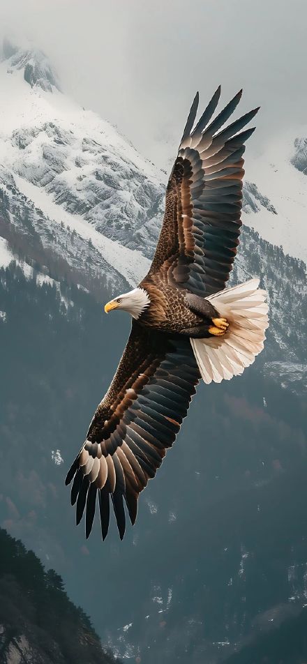 Majestic Bald Eagle Flying Over Snowy Mountains Wallpaper