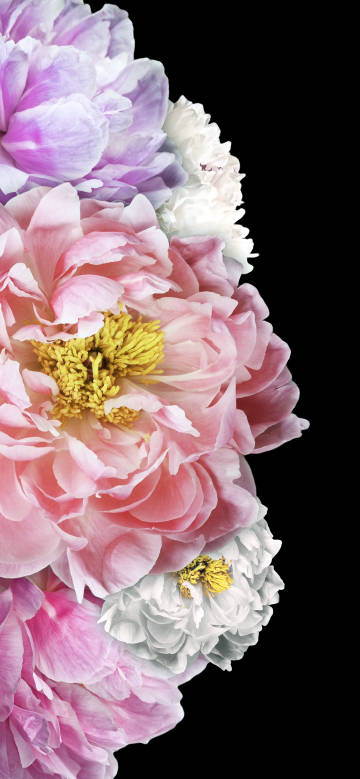 Soft and delicate peony against a black background phone wallpaper