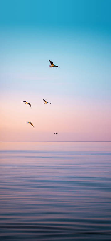 Flying birds in soft gradient sky phone wallpaper