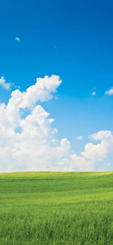 Fresh green grass and blue sky with white clouds scenery phone wallpaper