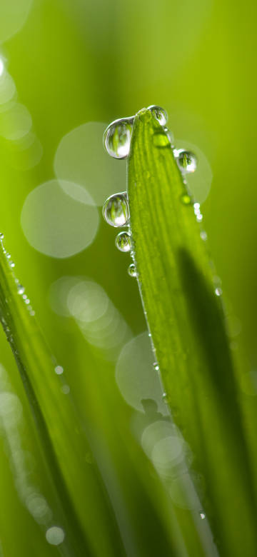 green,leaf,water droplets