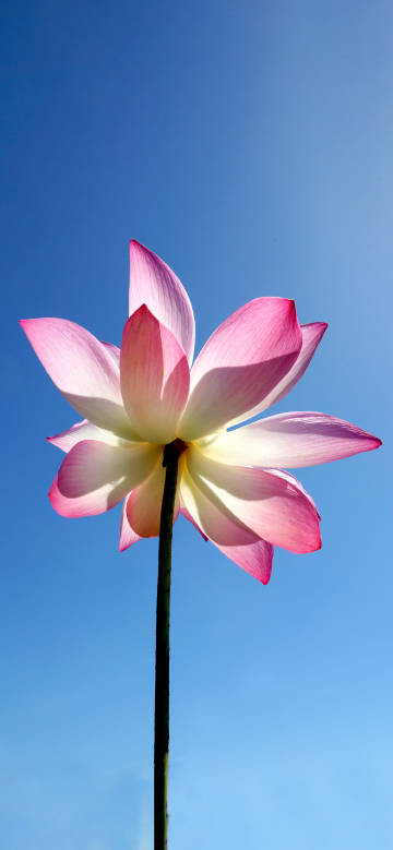 A blooming lotus under the pure blue sky phone wallpaper
