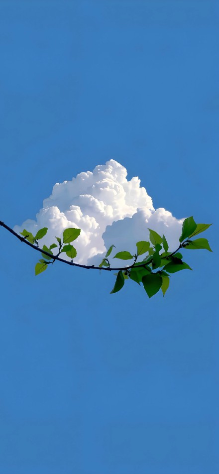 A white cloud floating on a green leafy branch wallpaper